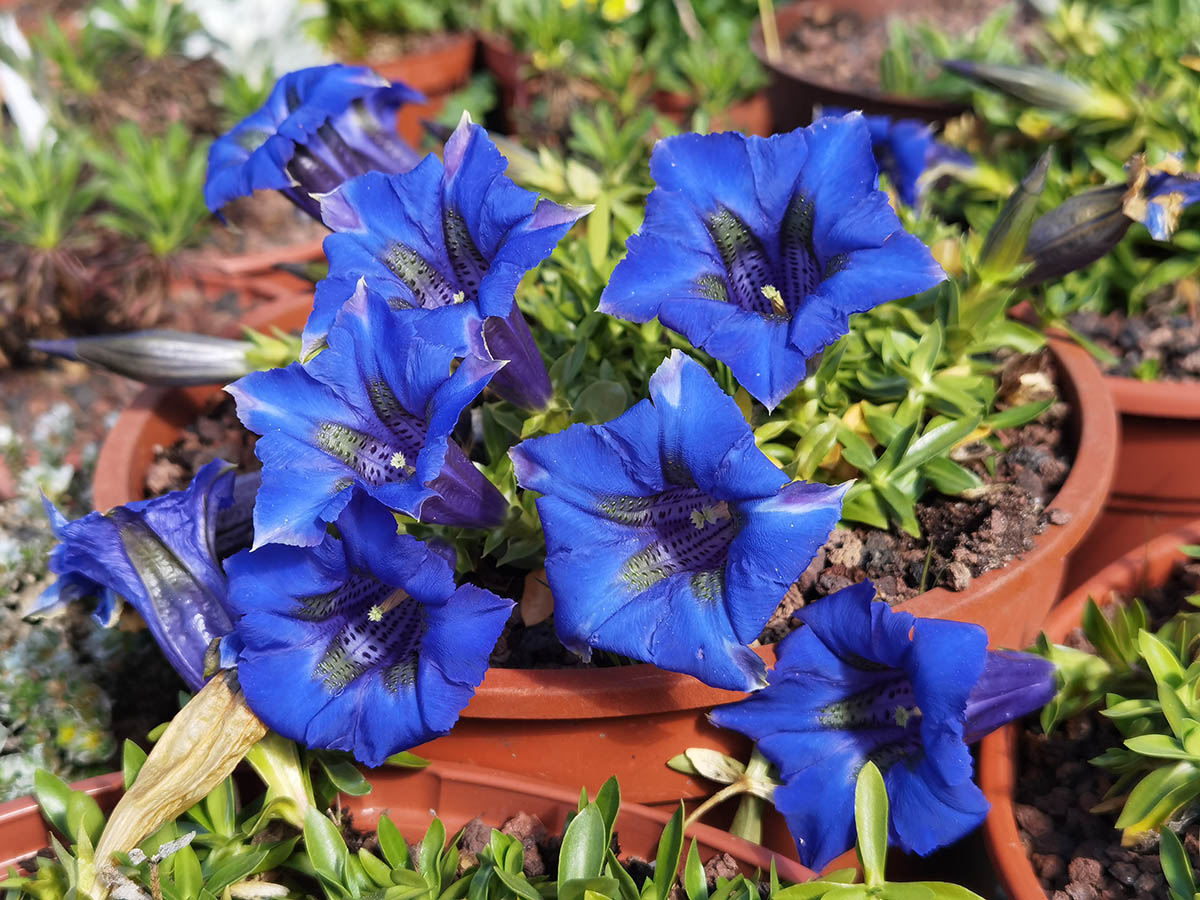 Gentiana acaulis